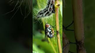 Tachinid Fly Deposits Her Eggs natureismetal keepnaturemetal tachinidfly caterpillars [upl. by Ecart]