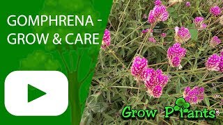 Gomphrena  grow amp care [upl. by Maurey]