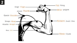 les parties du bras et de la main en anglais 💪👍  Learn English and French vocabulary [upl. by Dylana]