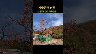 38 문화탐방 감나무가 풍년이네요 [upl. by Analihp]