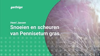 Snoeien en scheuren van Pennisetum gras Lampenpoetser [upl. by Heinrik]