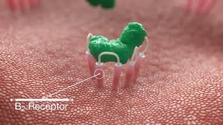 bradykinin blocking receptor  Mechanism of Action MoA Medical Animation [upl. by Assilym]