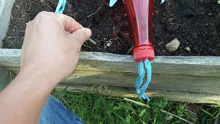 ARROSAGE TOMATES avec bouteille deau AMÉLIORATION du 1er système [upl. by Amargo45]