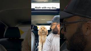 Mini Cockapoo Thinks Before Answering Square Root Questions 😳 [upl. by Ykcul]