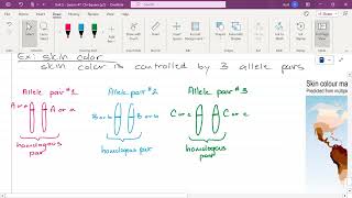 AP Biology Unit 5  Lesson 46 continued  Polygenic Inheritance and Multiple Traits [upl. by Colson182]