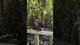 LYREBIRD SINGING amp IMPERSONATING THE BIRDSONG OF KOOKABURRAS MAGPIES OTHER BIRDS amp SOUNDS AUSTRALIA [upl. by Hildick659]