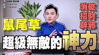 白鼠尾草功效與多種用法  超級無敵的神力  用過回不去了  如何淨化自身、氣場、磁場、消磁  white sage [upl. by Treulich]