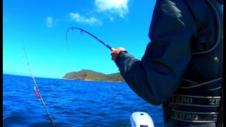 How to catch Yellowtail kingfishThey not feeding [upl. by Noivax988]