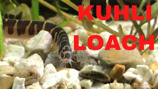 How to Take Care of Kuhli Loaches [upl. by Nylisoj]