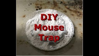 How to get rid of rats and mice in home for less than 100 [upl. by Eejan]