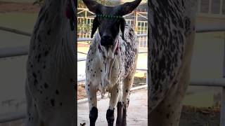 kankarej bull video shortvideo [upl. by Aelat661]