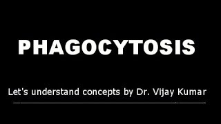 Phagocytosis  Phagocytosis Mechanism  Phagocytosis In Hindi  Pathology Lectures [upl. by Roderica]