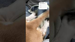 Cute doggy likes to be scratched on back and paws 🐾 funnydogs dogvideos [upl. by Ecnarrat]