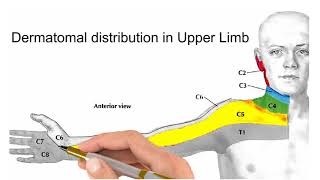 distribution of dermatomes on upper limb [upl. by Alansen870]