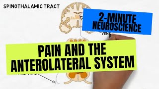 2Minute Neuroscience Pain and the Anterolateral System [upl. by Faxan]