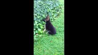 chiot berger allemand tout fou [upl. by Duky]