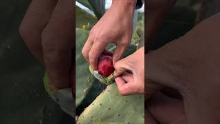 Cactus Plant Gives Healthy Fruits shortsvideo [upl. by Woodford]