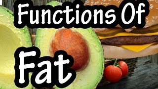 Functions Of Fat  How The Body Uses Fats  Importance Of Fats In The Body Explained [upl. by Ocko]