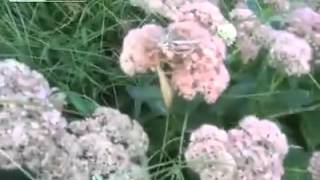 Praying Mantis kills a Hummingbird Moth [upl. by Vitek]