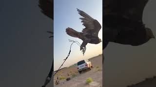 Bird falcon training bird birds explore animals [upl. by Notelrac110]