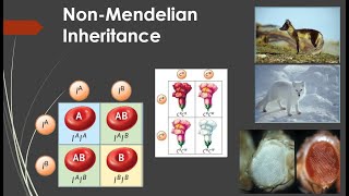 NonMendelian Inheritance [upl. by Lind]