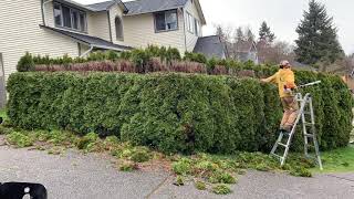 Arborvitae Trimming Timelapse March 2021 [upl. by Elery]