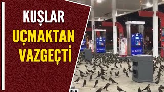 KUŞLAR UÇMAKTAN VAZGEÇTİ [upl. by Scarrow160]