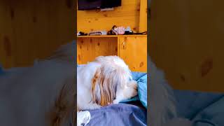 Sniffy shihtzu doglover dog [upl. by Yornek]