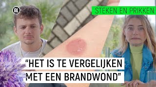 BERENKLAUW VEROORZAAKT WEKENLANGE PIJN  Steken en Prikken S2 5  NPO Zapp [upl. by Carie]