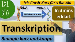 Transkription in 3 Minuten erklärt  Biologie kurz amp knapp  Ixis Crash Kurs fürs BioAbi  15 Punkte [upl. by Dnalrah327]