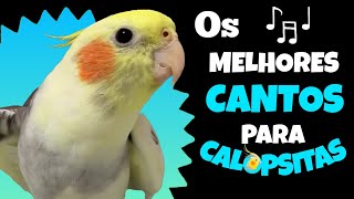 CANTOS que Sua CALOPSITA Vai ADORAR  Ótimos ASSOBIOS para CALOPSITA aprender 🐦🎶🦜 [upl. by Butterfield391]