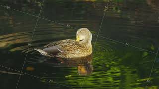 A mallard duck cleans its feathers while swimming in a pond A serene mallard duck swims gracefully [upl. by Rudd]