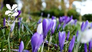 Flowering crocuses at Benthall Hall in Shropshire [upl. by Niatsirhc]