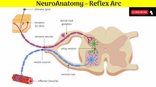 Neuroanatomy  Reflex Arc Anatomy mbbs education neuroanatomy reflexarc [upl. by Anelas]