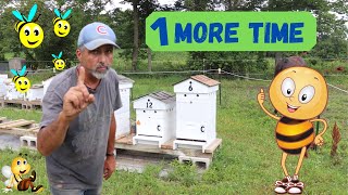 How To Requeen A Queenless Hive  Aug 2020 [upl. by Still893]