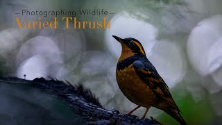 Photographing a Varied Thrush [upl. by Ezar]