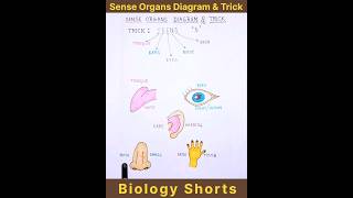 Sense Organs 👅👁‍🗨️👂👃🖐️ diagram amp trick संवेदी या इन्द्रिय अंग senseorgans biology shorts viral [upl. by Amilb]