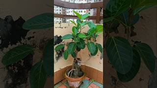 Ficus benghalensis Banyan gardening bonsai garden ytshorts ficus ytshortsvideo viralvideo [upl. by Adnana]