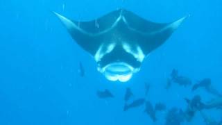 Snorkeling with Manta rays in Palau [upl. by Annirtak]