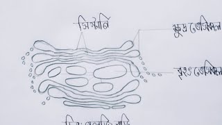 How to draw a easy Golgi Body  গলজি বস্তু Step by step for class 9  12 [upl. by Niwrek]