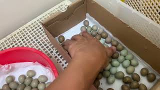 Incubating My Chinese Painted Quail Eggs14 [upl. by Ahseikram]