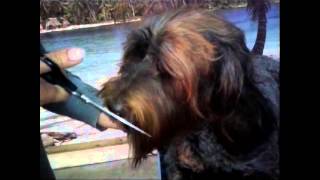 Grooming your labradoodle  Knippen van de snor [upl. by Ahtekahs]