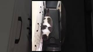 Хозяева котейки решили заставить своего любимца заняться спортом😼 shots спорт юмор [upl. by Christmas229]