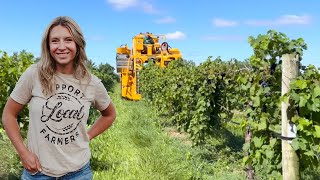 Frome Vine to Wine  Grape Harvest [upl. by Nosaes]