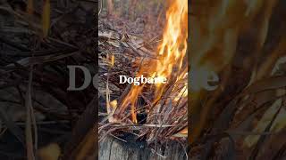 Doggone Dogbane dog nature wildlife survivalfire fire safety cool cracklingfire shorts [upl. by Ahsinyt96]