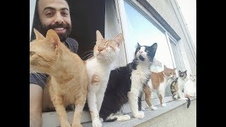 CUTE CATS WITH HIS OWNER SARPERDUMAN COMPILATION [upl. by Phoebe]