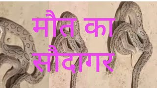 maut ka Saudagar Russell viper Mnish Singh sneaker Munish Singh sikroda wale snake danger snake [upl. by Nyleahs]