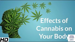 Effects of Cannabis on your body [upl. by Alleinad]