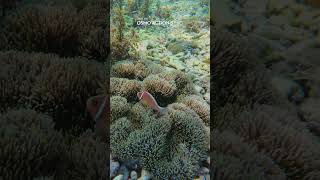 DJI Osmo Action 5 Pro Underwater  Pink Skunk Clownfish shorts djiosmoaction osmoaction5pro [upl. by Gratianna902]