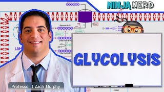 Metabolism  Glycolysis [upl. by Marlie]